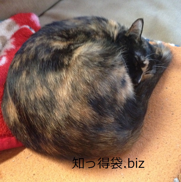 猫の記事まとめ!役立つ情報を大特集! 役立つ・ためになる知っ得袋!